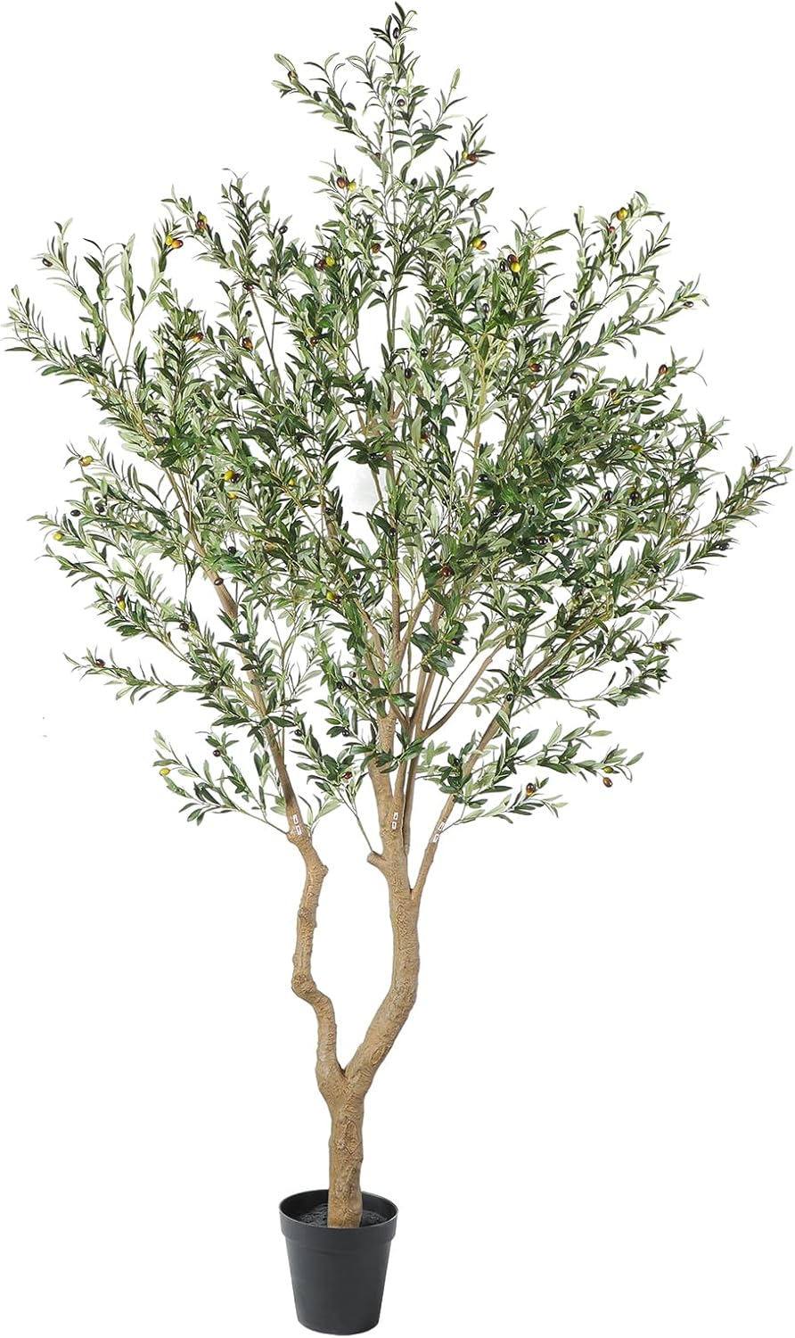 10FT Olive Tree