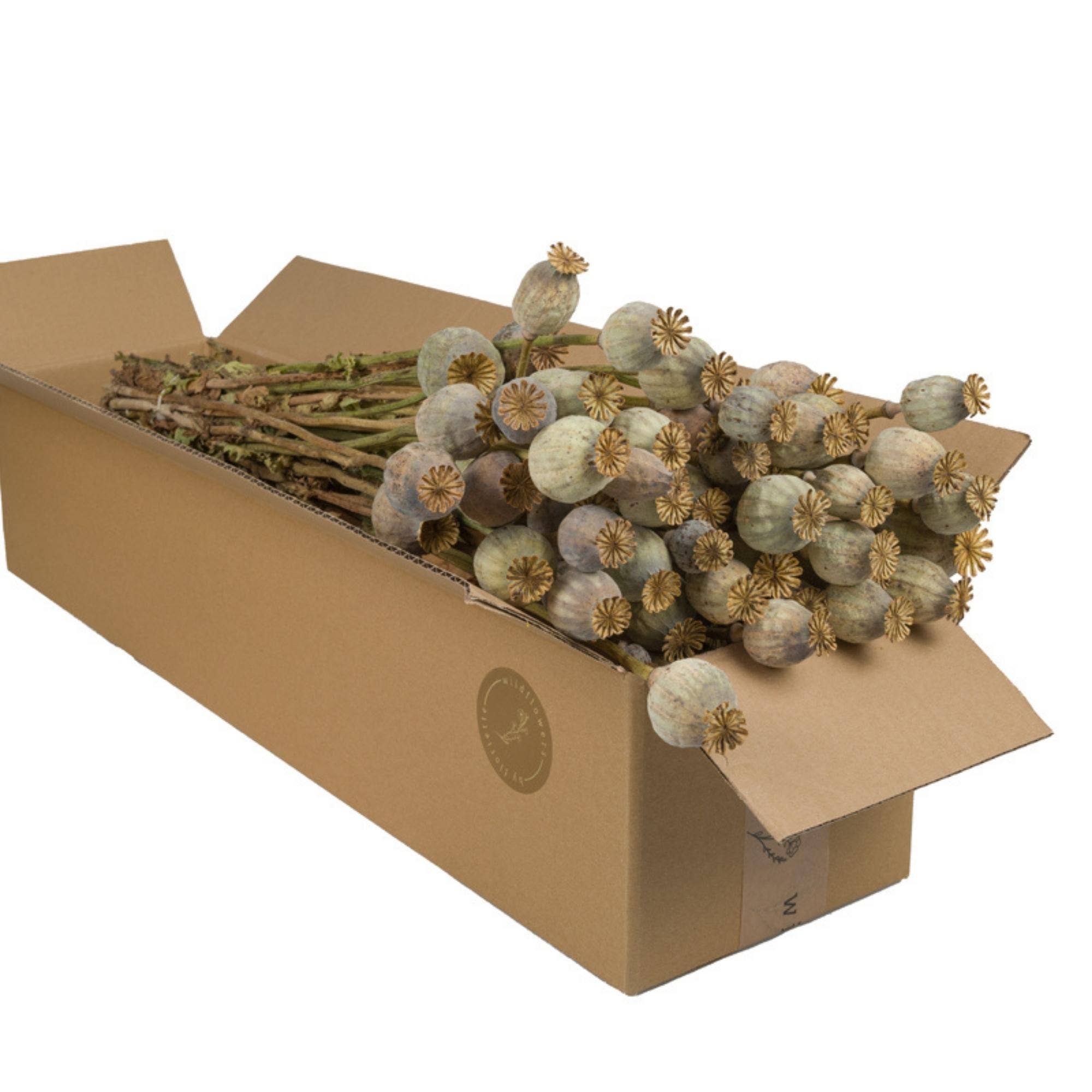 Dried Flowers - Poppy Natural