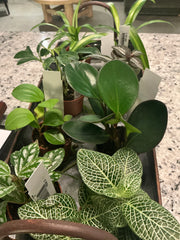 Tropical Plants - small