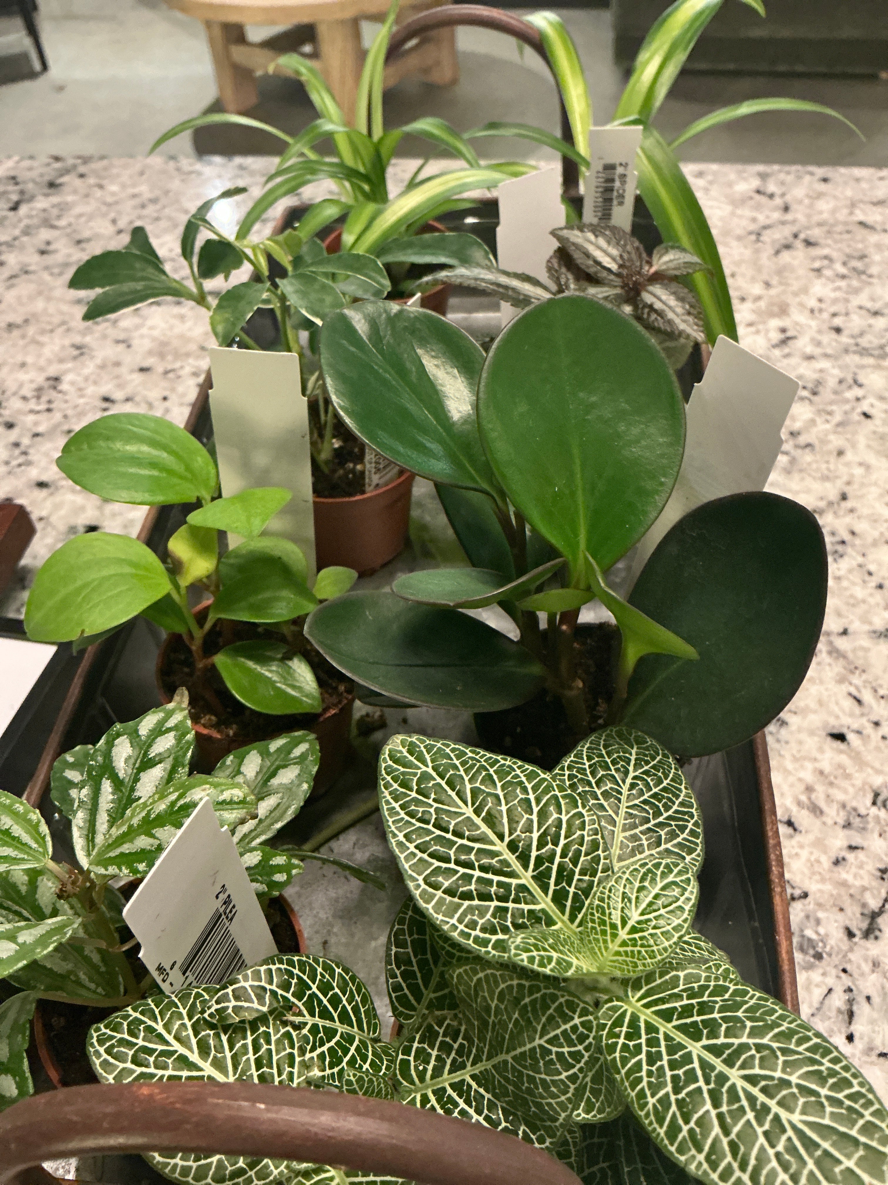 Tropical Plants - small