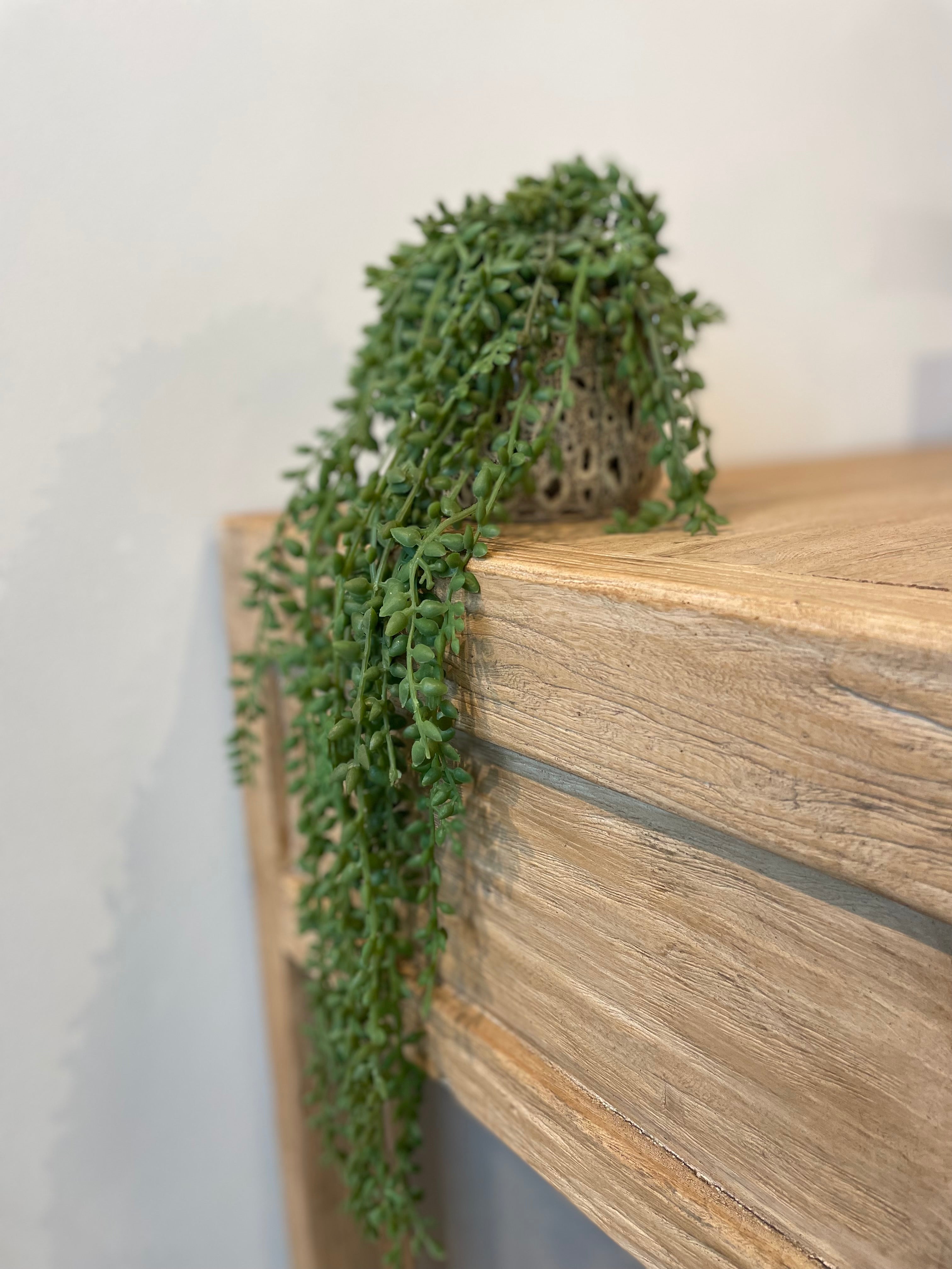 Trailing Plant