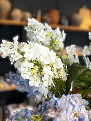 Cone Hydrangea -White