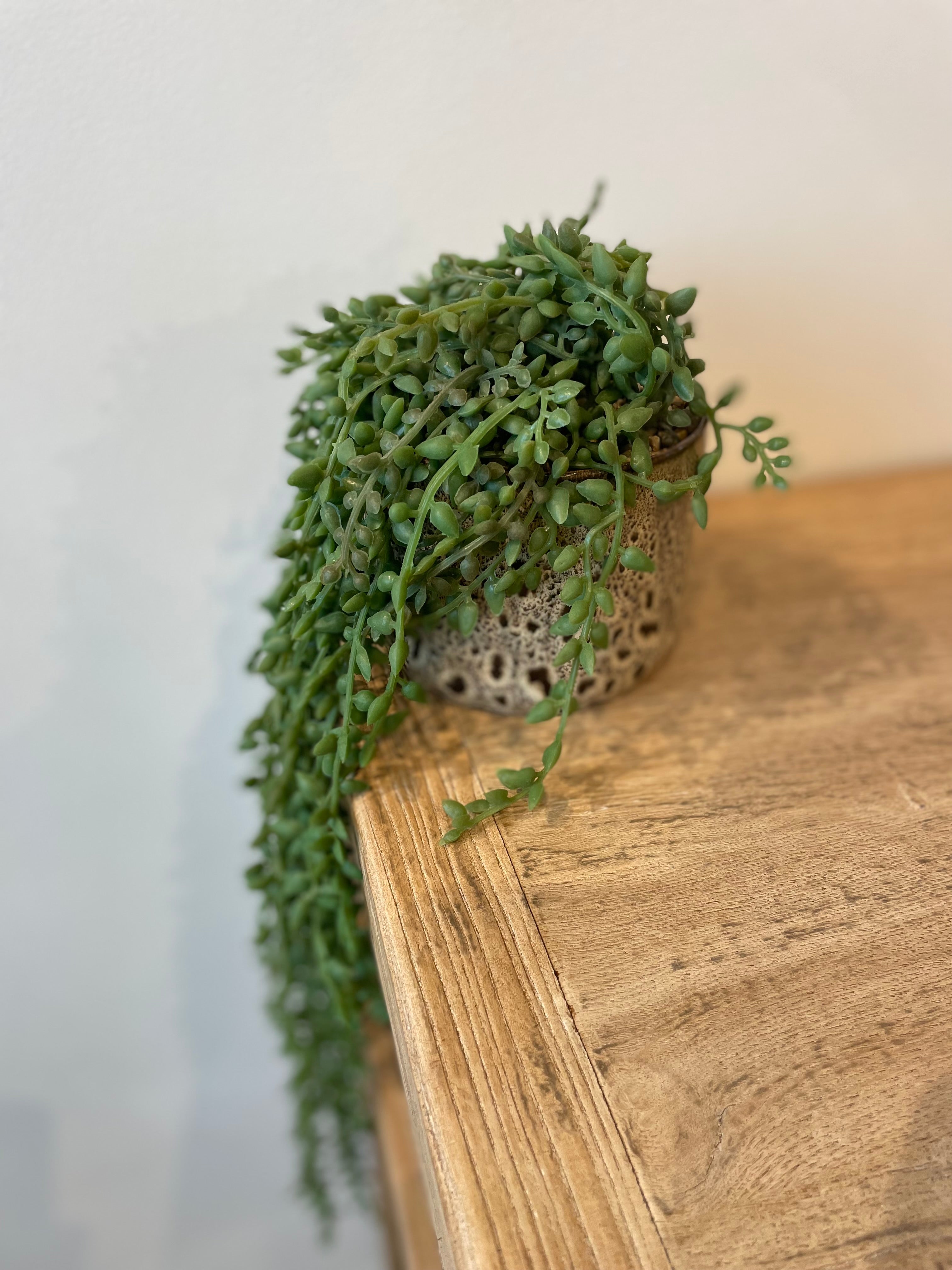 Trailing Plant
