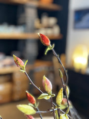 38” Tree Magnolia Bud Branch