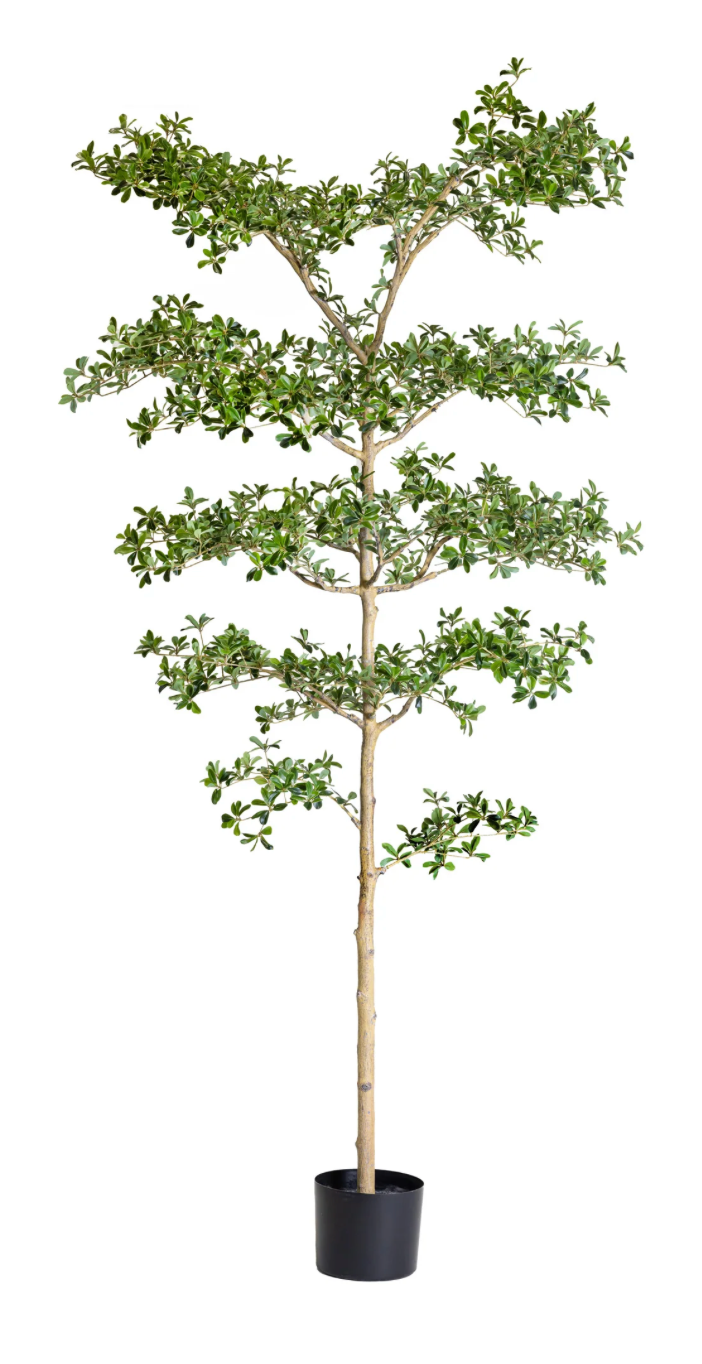 7' Shady Lady Black Olive Tree