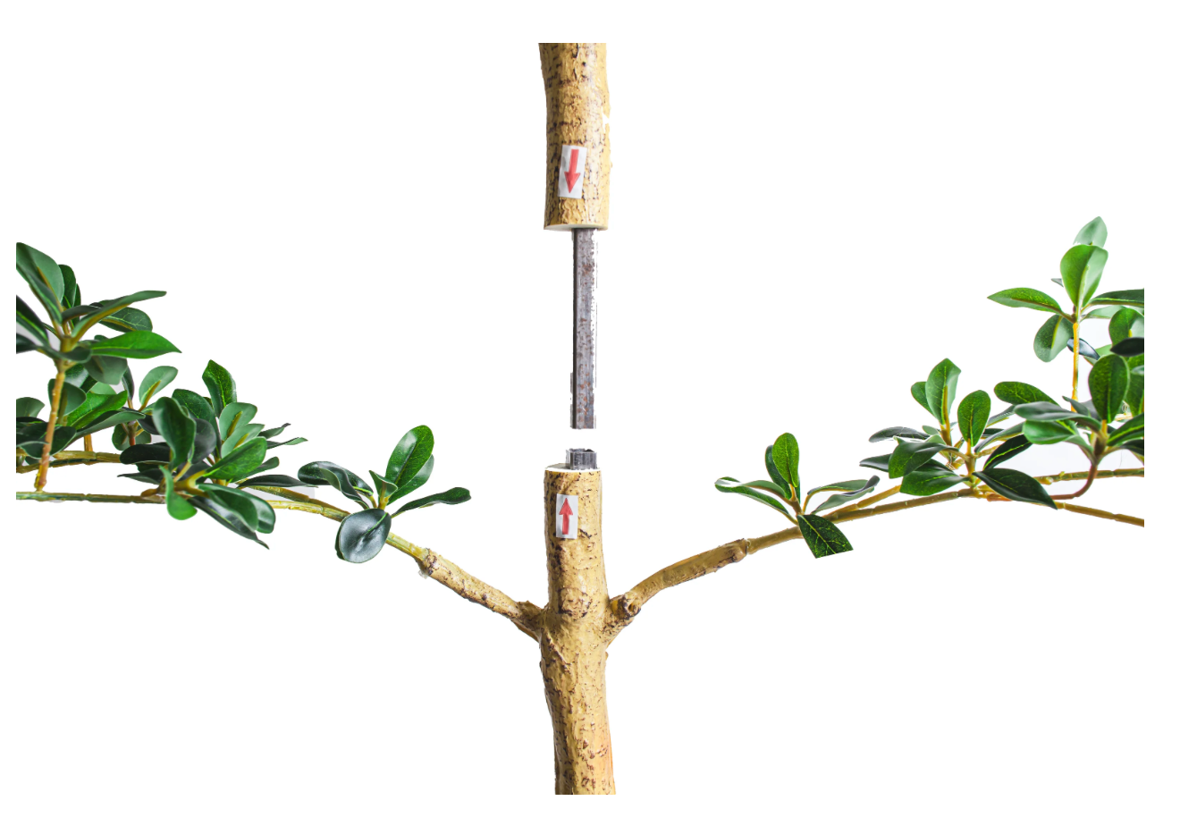 7' Shady Lady Black Olive Tree