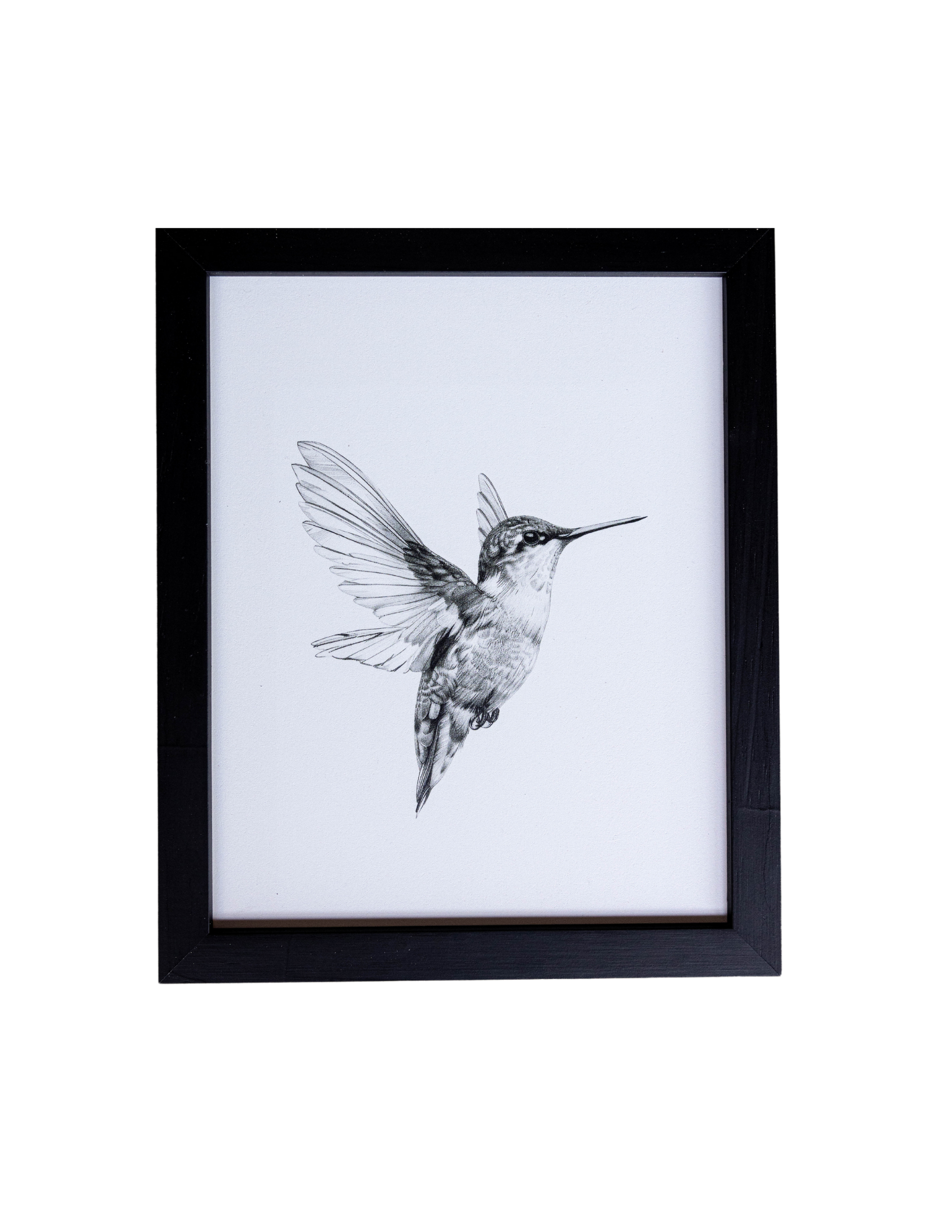 Hummingbird Sketch Black Framed Art